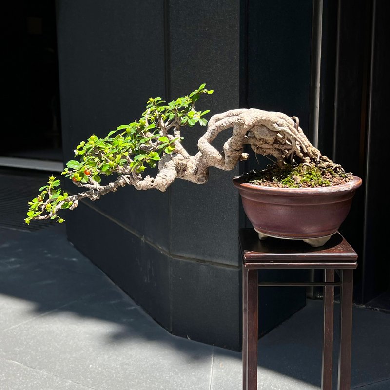 半悬崖福建茶∣中品露根盆景 结果中 - 植栽/盆栽 - 陶 