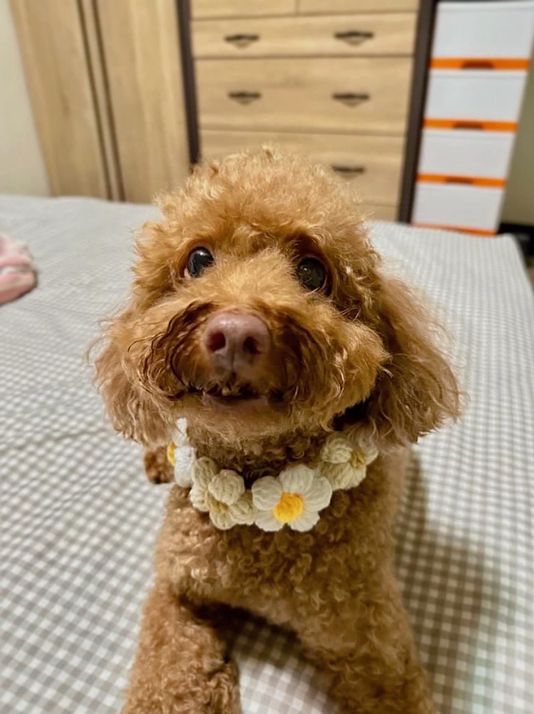 【Floral Pet Collar】宠物颈圈 围兜 领巾*可爱 拍照小物* - 衣/帽 - 棉 多色