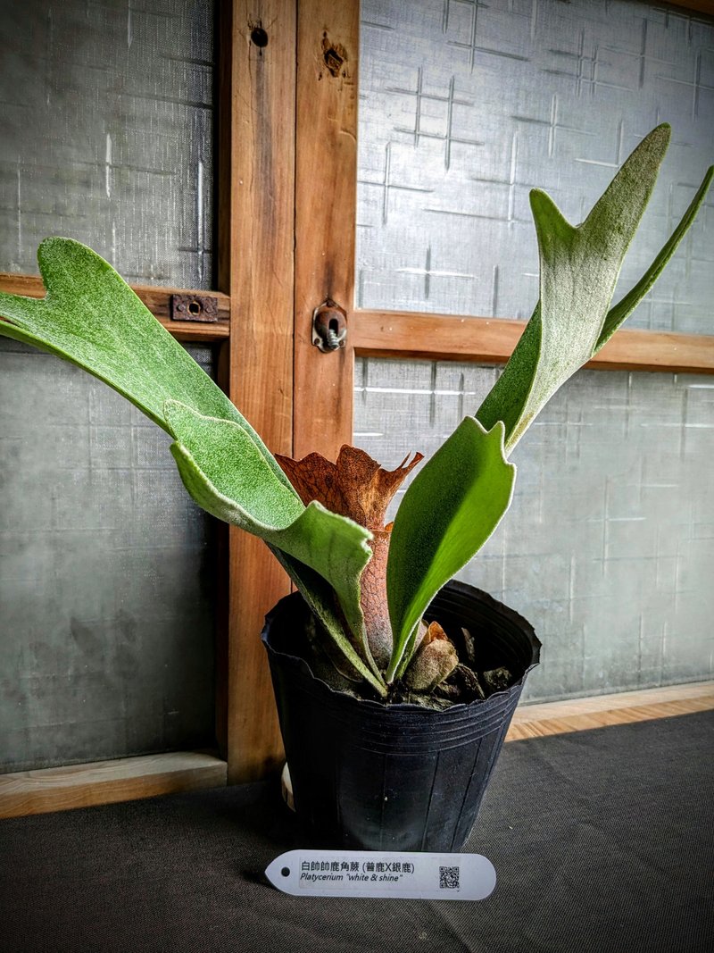 白帅帅鹿角蕨Platycerium (veitchii x bifurcatum) - 植栽/盆栽 - 植物．花 绿色