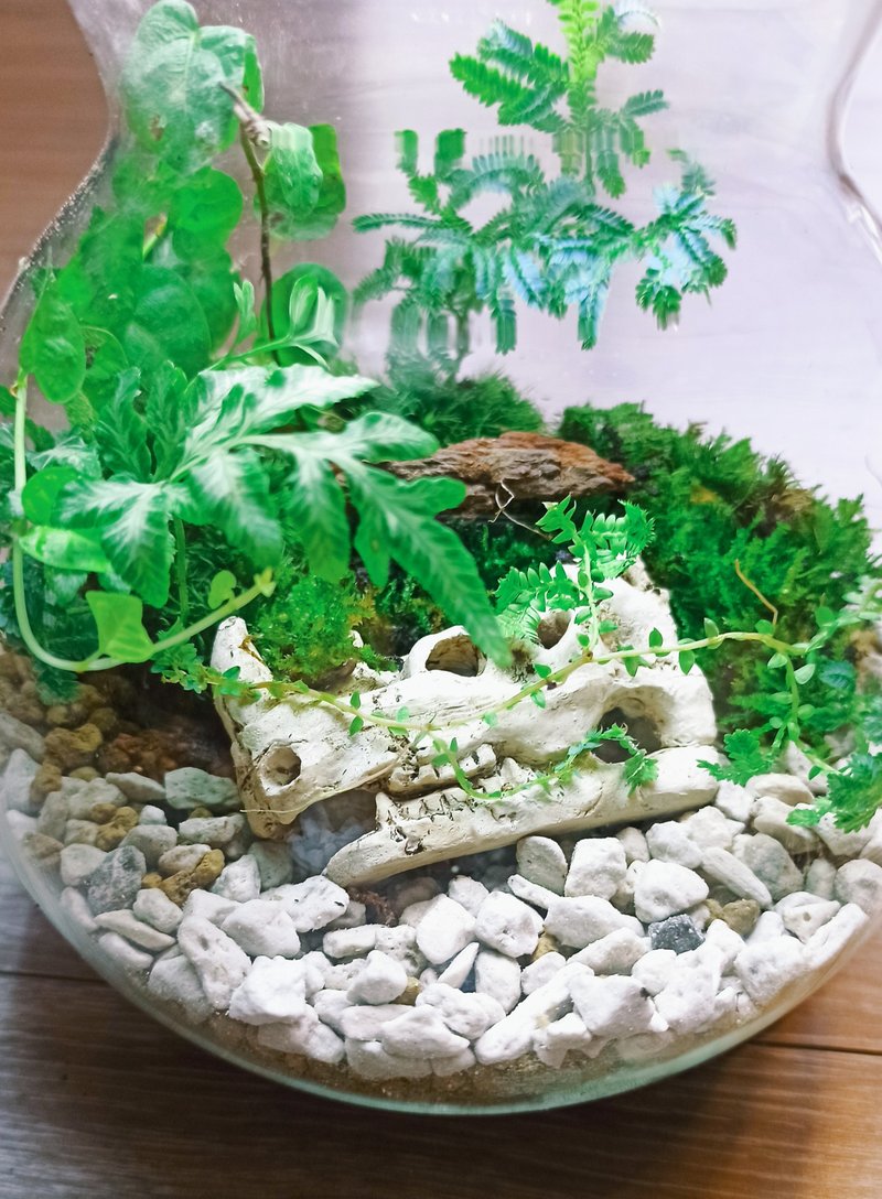 【苔疗愈】动物遗骸-意象生态瓶DIY材料包 - 植栽 - 玻璃 透明