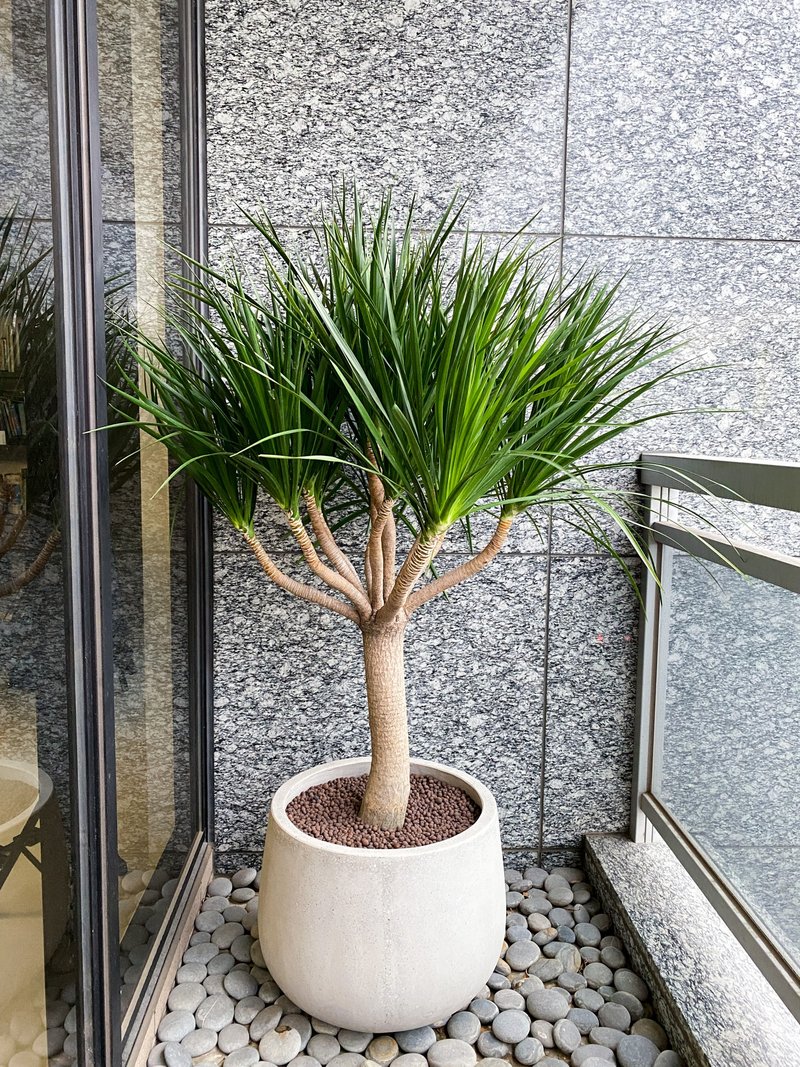 【中低光植栽】 龙血树 (XL型) | 水磨石瓮盆(订制请洽客服) - 植栽/盆栽 - 植物．花 