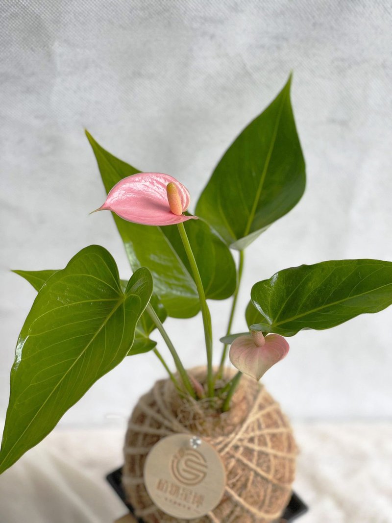 PD48粉红火鹤小苔球 - 植栽/盆栽 - 植物．花 
