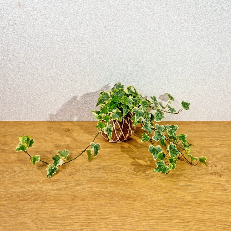 苔球植物 常春藤苔球 苔玉 礼物 送礼 桌上盆栽 - 植栽/盆栽 - 植物．花 绿色