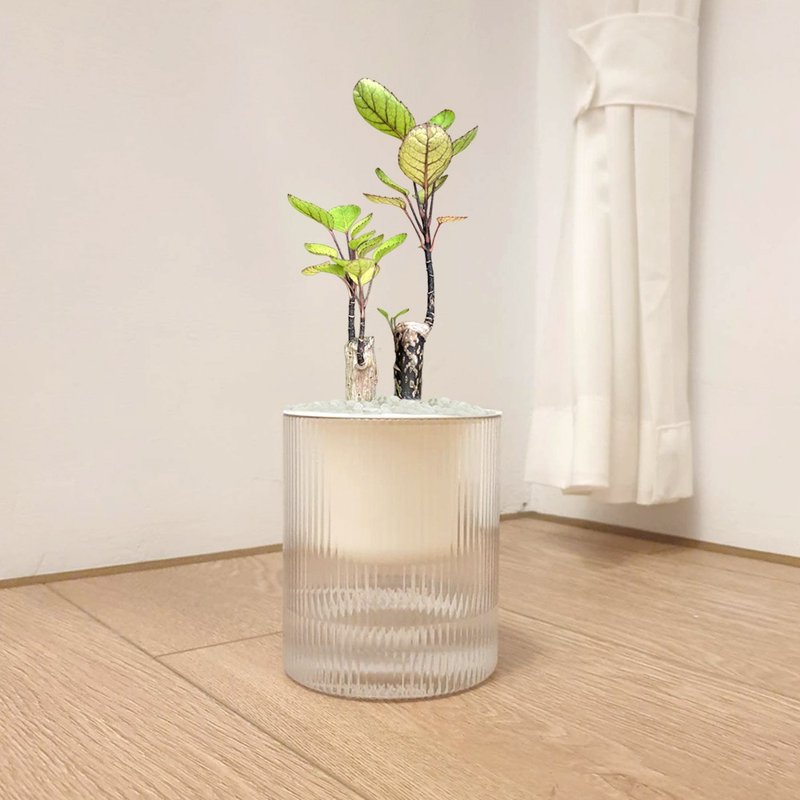 植栽 室内盆栽 虹玉福禄桐 吸水盆栽 - 植栽/盆栽 - 塑料 绿色