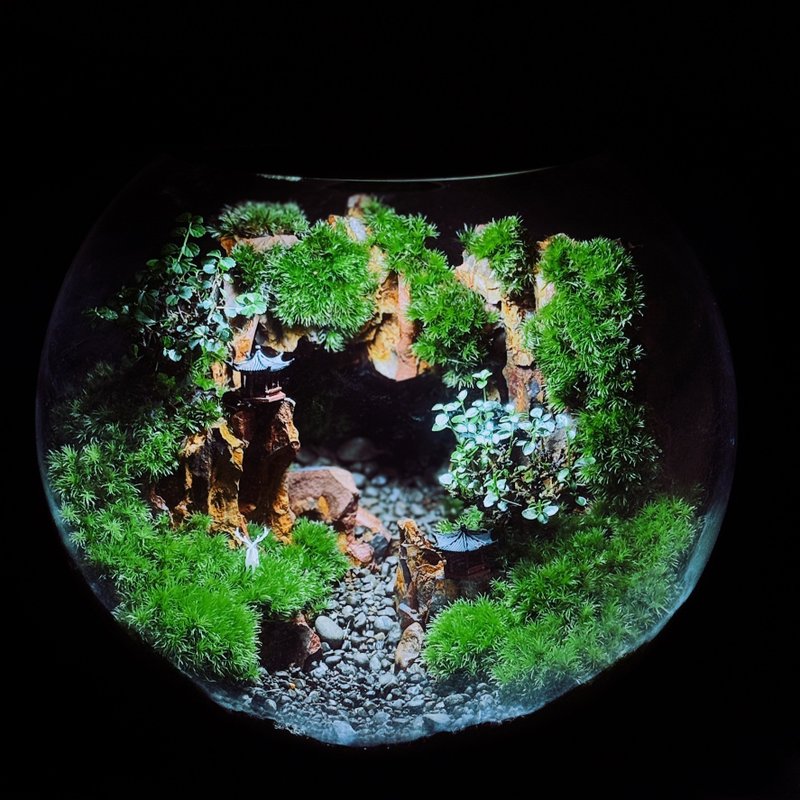 【一物一拍】一方山水:桌上的微缩森林 苔藓生态缸(B) - 植栽/盆栽 - 植物．花 绿色