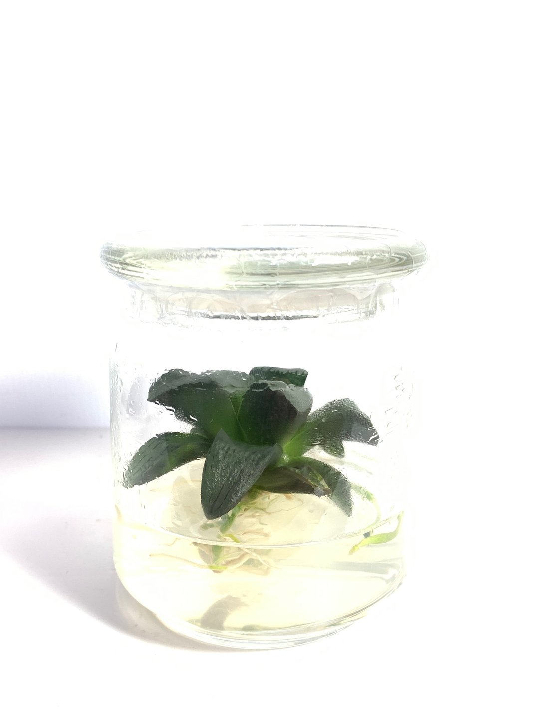 小室瓶栽 多肉植物系列 美吉寿 玻璃盖9号瓶 - 植栽/盆栽 - 玻璃 透明