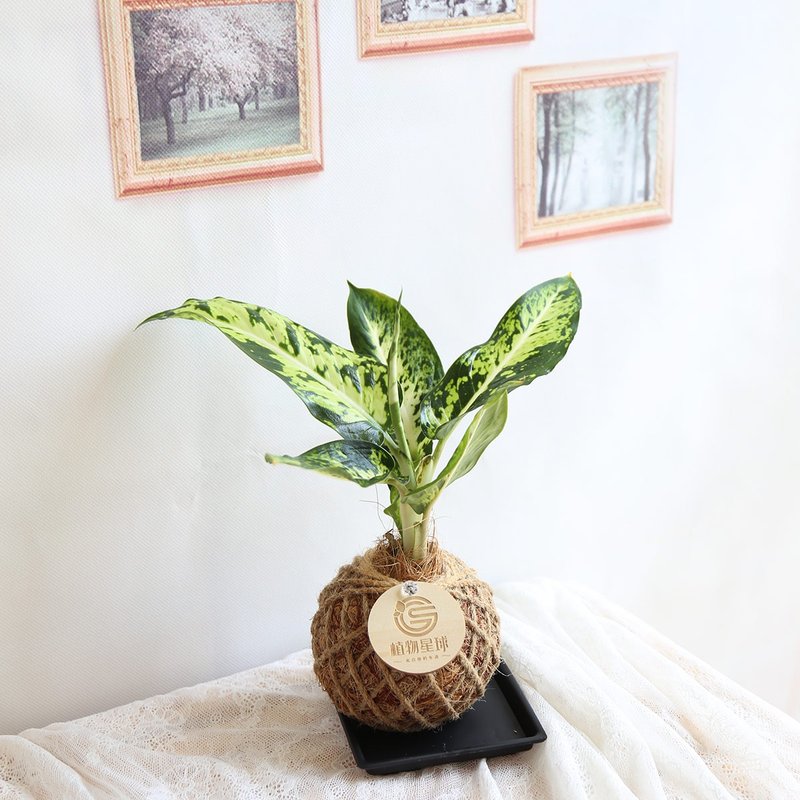 PD37宝玉粗肋草小苔球 / 室内植物 - 植栽/盆栽 - 植物．花 