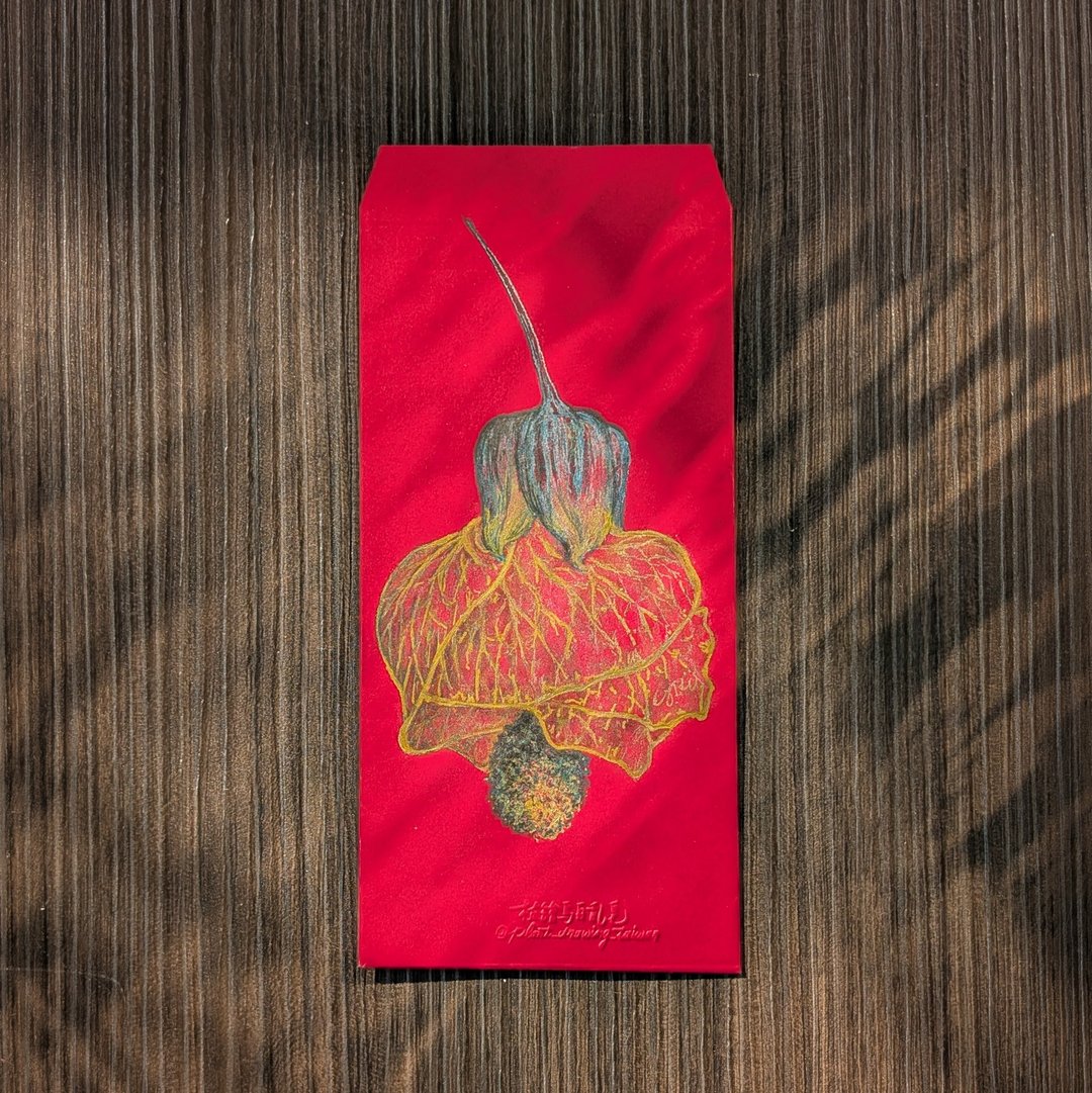 婚礼生日新年红包 / 纹瓣悬铃花插图 / 亲笔手绘 - 红包/春联 - 纸 