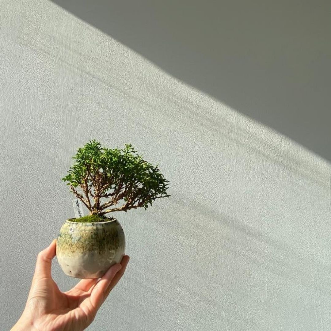 达摩七里香 - 植栽/盆栽 - 植物．花 