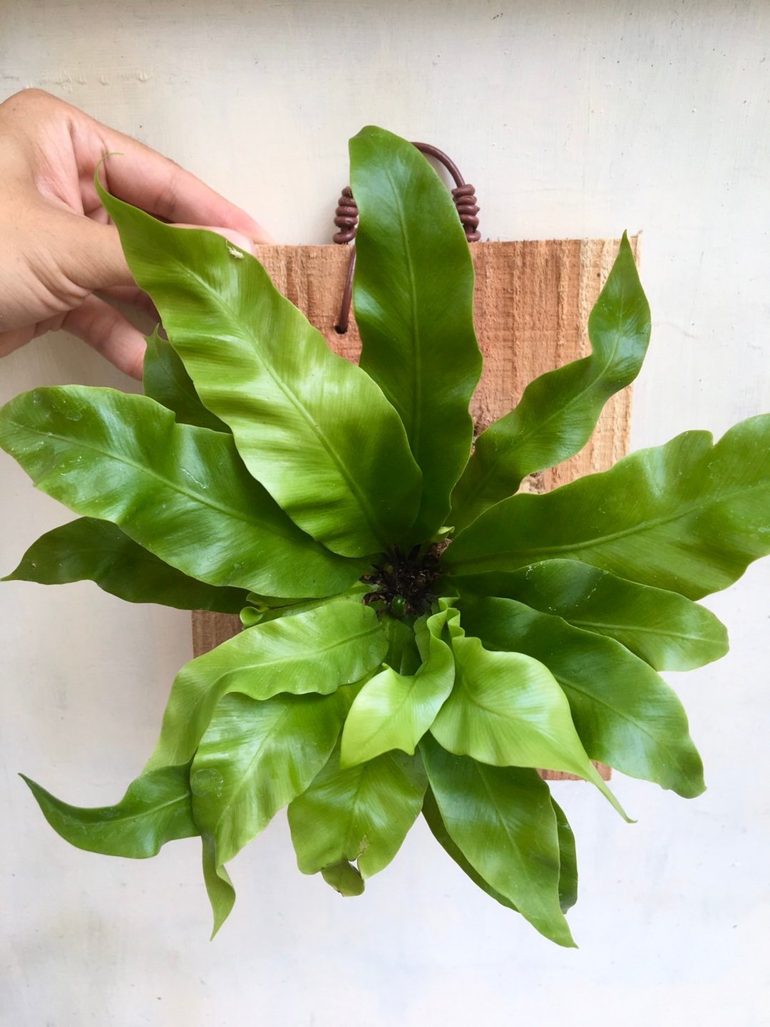 【山苏】植物上板 居家摆饰 生日礼物 观叶植物 室内植物 上板 - 植栽/盆栽 - 植物．花 