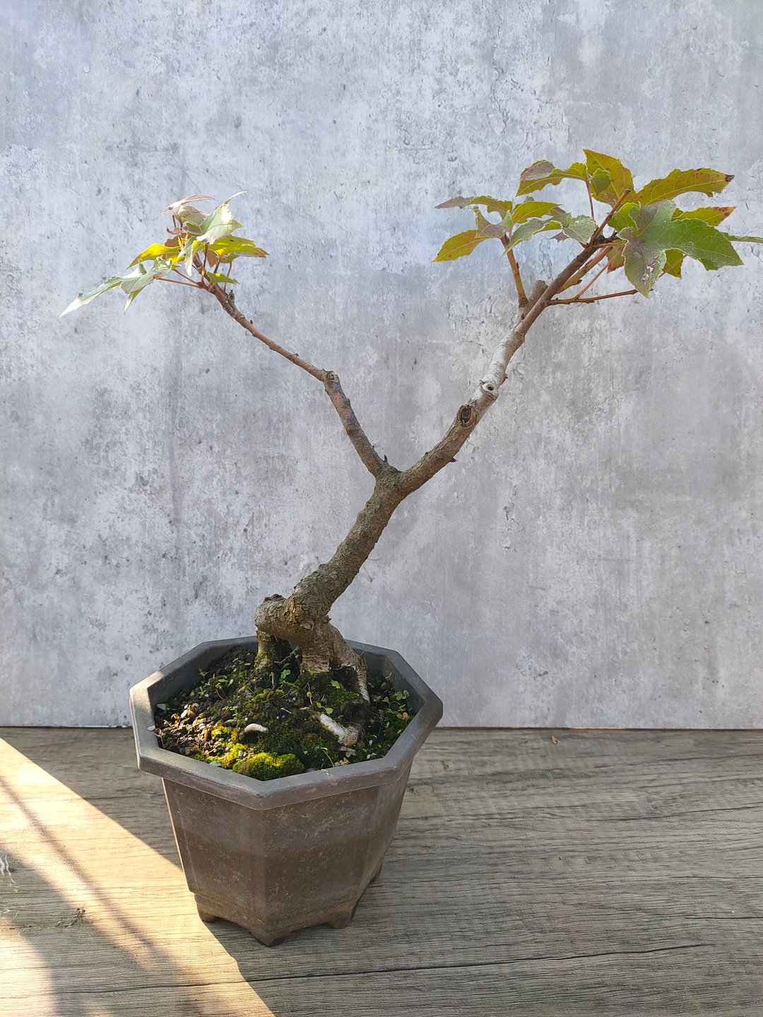 枫香盆栽 - 植栽/盆栽 - 植物．花 