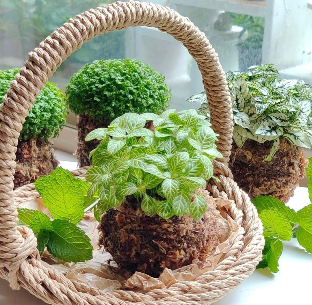 苔球小提篮 DIY 编织材料包【含材料包及在线教学影片】 - 编织/刺绣/羊毛毡/裁缝 - 纸 卡其色