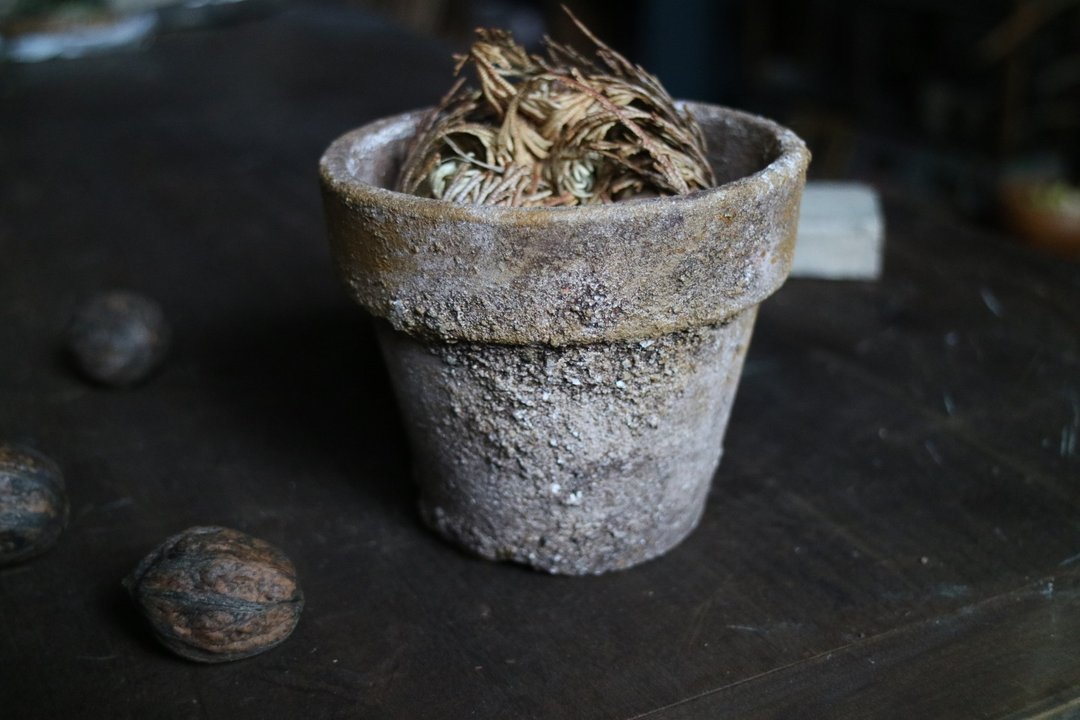 Kiiro No. 3 (Flesh dried flower botanical plant) - 植栽/盆栽 - 陶 黄色