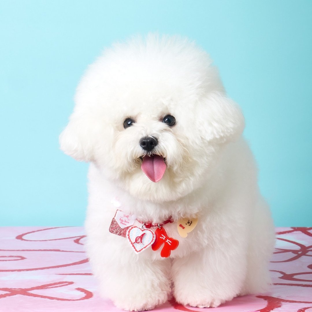 My Girl BABY BLUE HEART 套装项链 - STAFF PICK - 项圈/牵绳 - 防水材质 