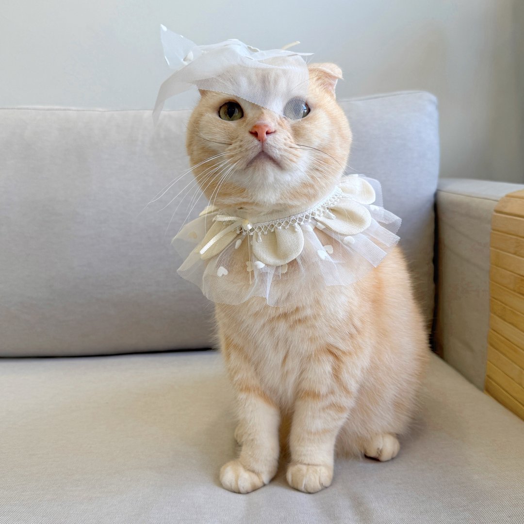 【恰氏手作】1001次求婚 宠物婚纱礼服领巾+头纱 猫咪狗狗项圈配 - 衣/帽 - 棉 