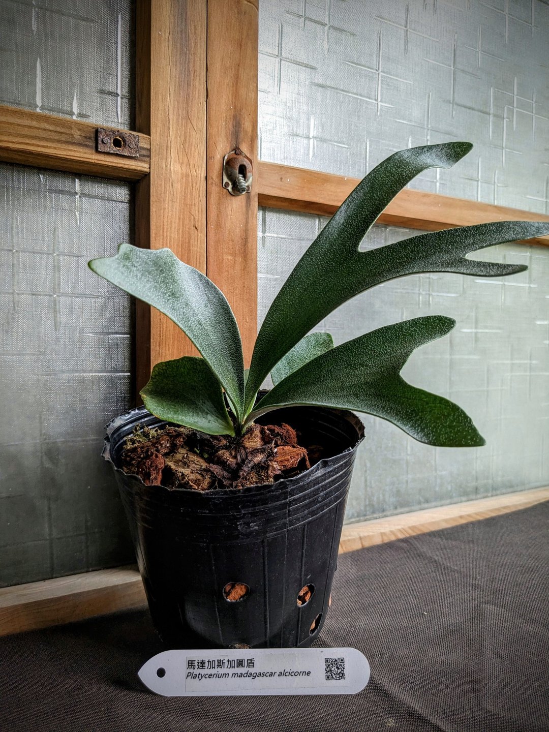 马达加斯加圆盾鹿角蕨Platycerium madagascar alcicorne - 植栽/盆栽 - 植物．花 绿色