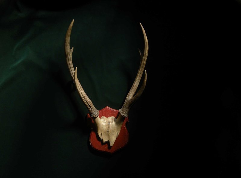 【老时光 OLD-TIME】早期欧洲进口大只鹿角标本 - 摆饰 - 其他材质 多色