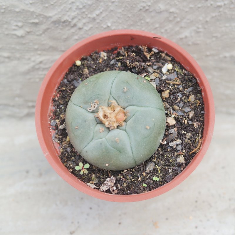 【豆豆多肉】【乌羽玉】乔迁│送礼│升迁│多肉植物 - 植栽/盆栽 - 植物．花 