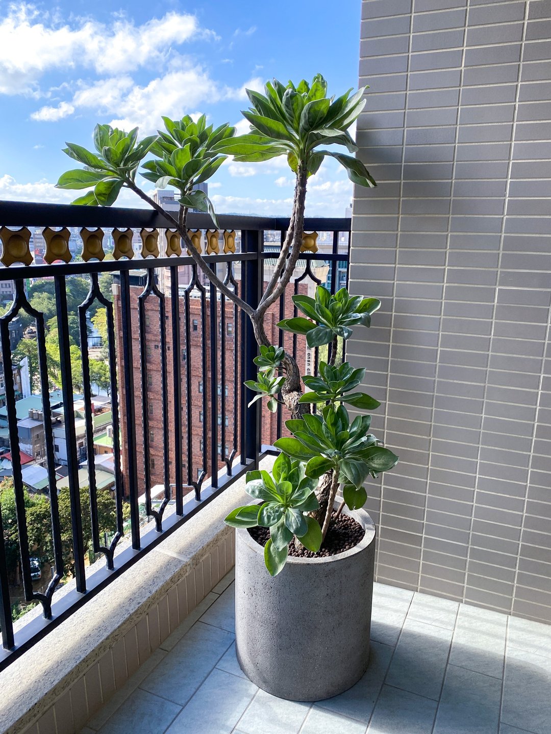 【高光植栽】 白水木 (S型) | 水泥圆柱盆(40cm) (订制请洽客服) - 植栽/盆栽 - 植物．花 