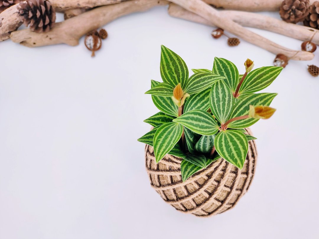 白脉椒草苔球│板植│室内植物│窗边植物│观叶植物 - 植栽/盆栽 - 植物．花 绿色