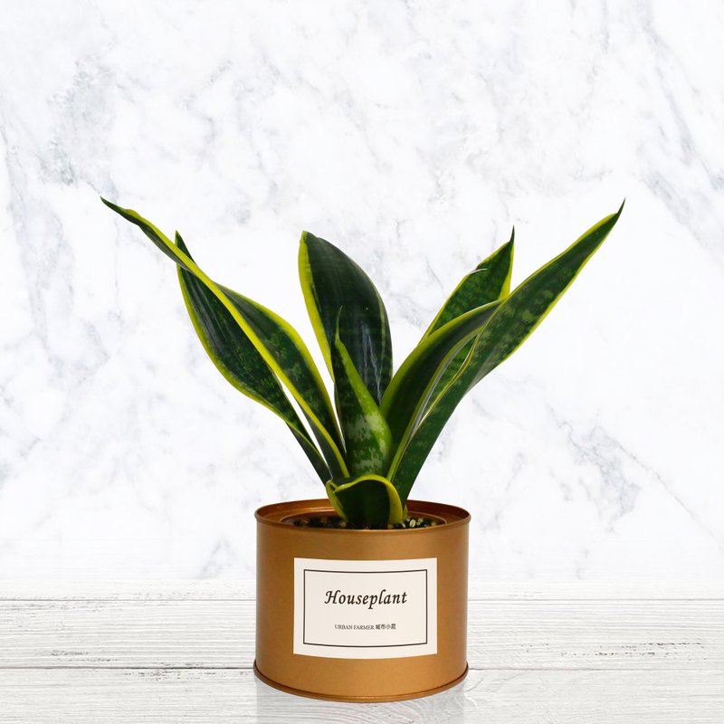 室内植物 虎尾兰 Snake Plant - 植栽/盆栽 - 植物．花 绿色