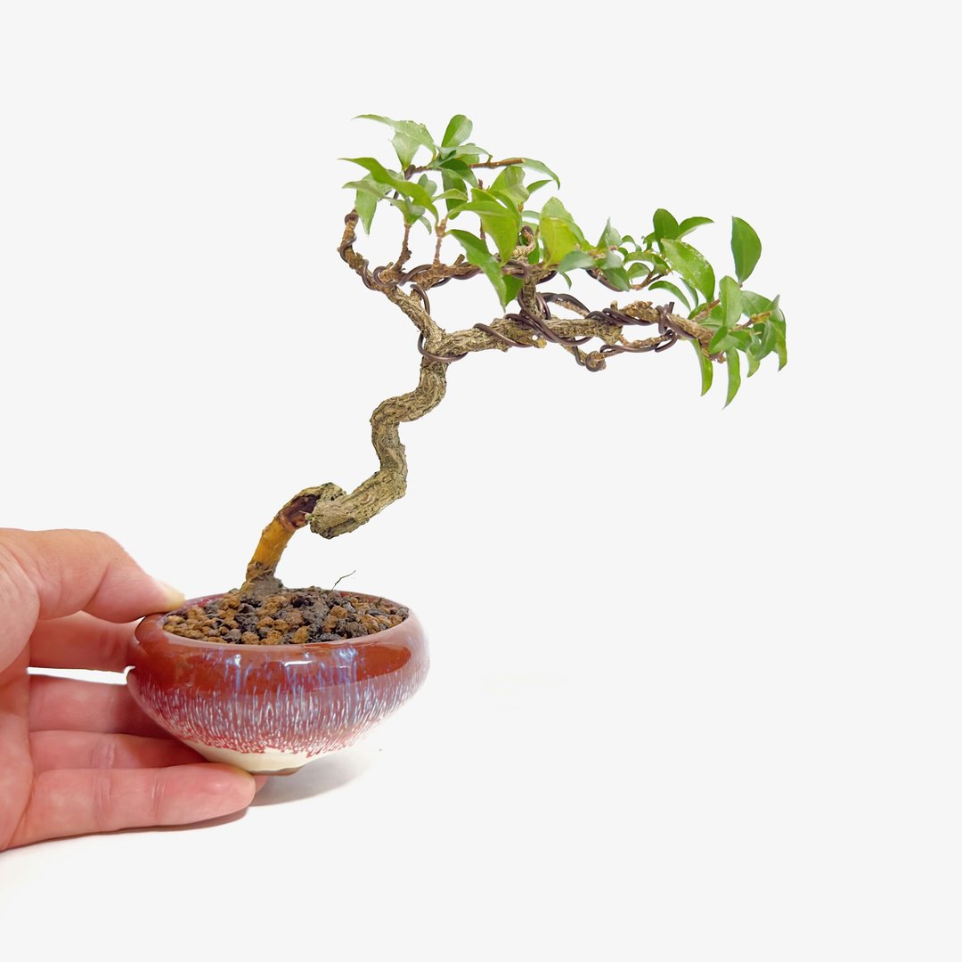 小品盆栽・李氏樱桃 - 植栽/盆栽 - 植物．花 