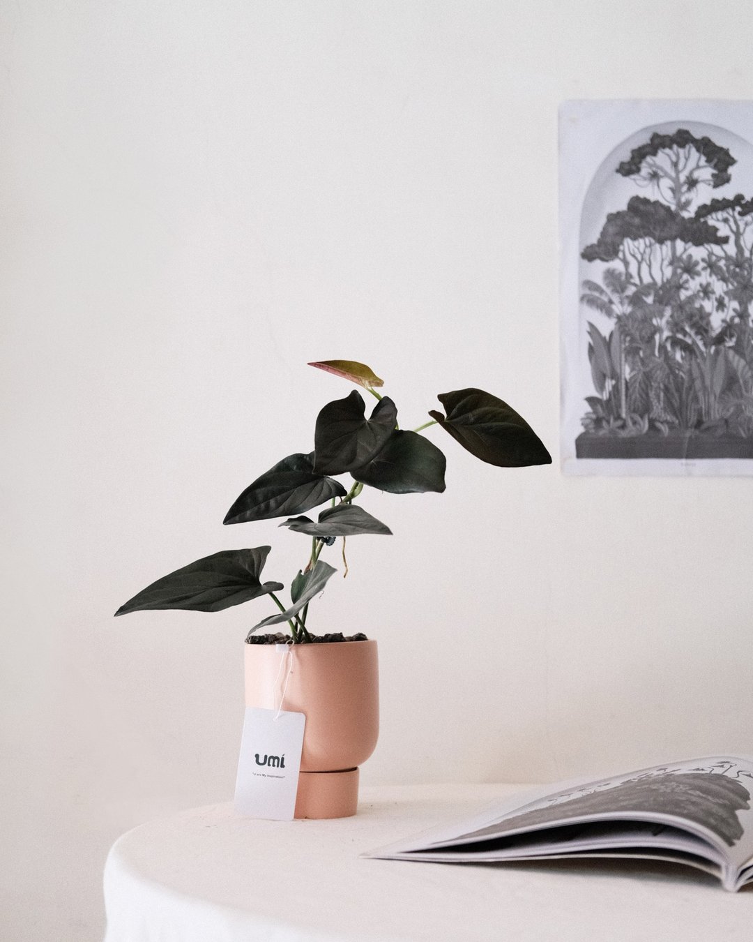 黑叶合果芋syngonium erythrophyllum/室内盆栽/一物一拍 - 植栽/盆栽 - 植物．花 