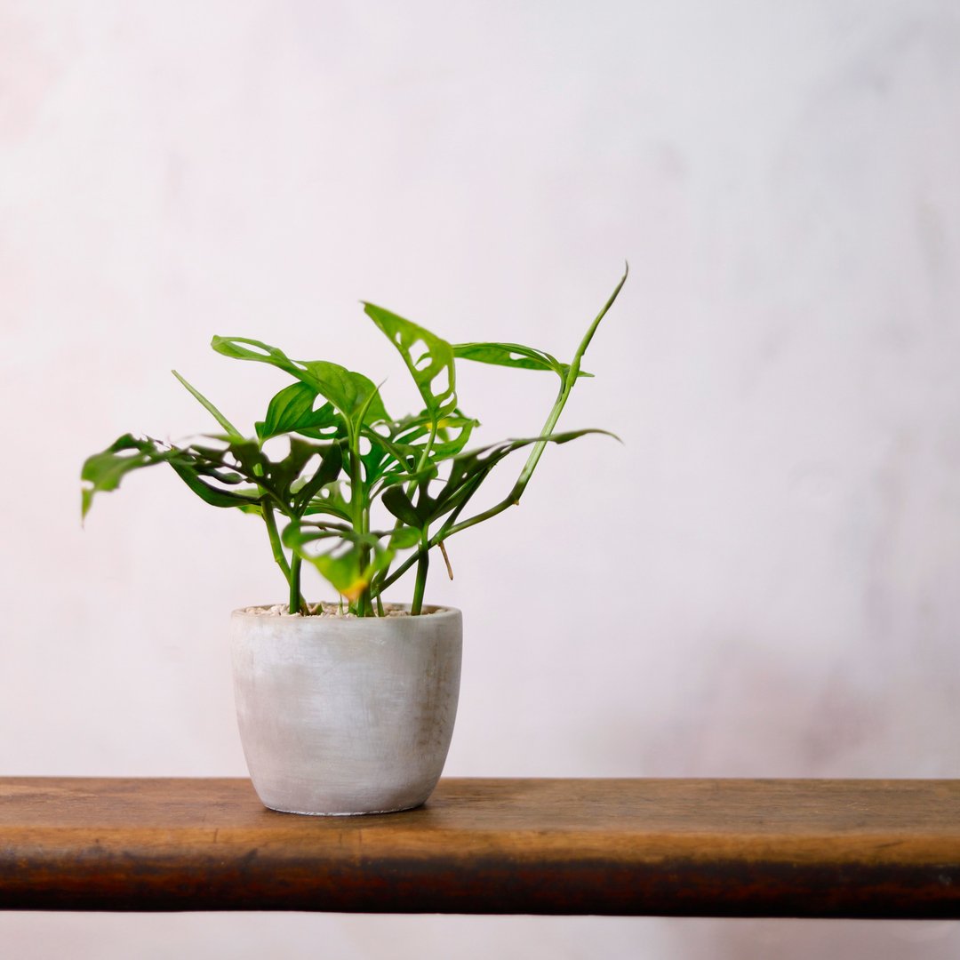 【室内盆栽】窗孔龟背芋 洞洞蔓绿绒 植栽 开幕送礼 升迁送礼 - 植栽/盆栽 - 植物．花 绿色