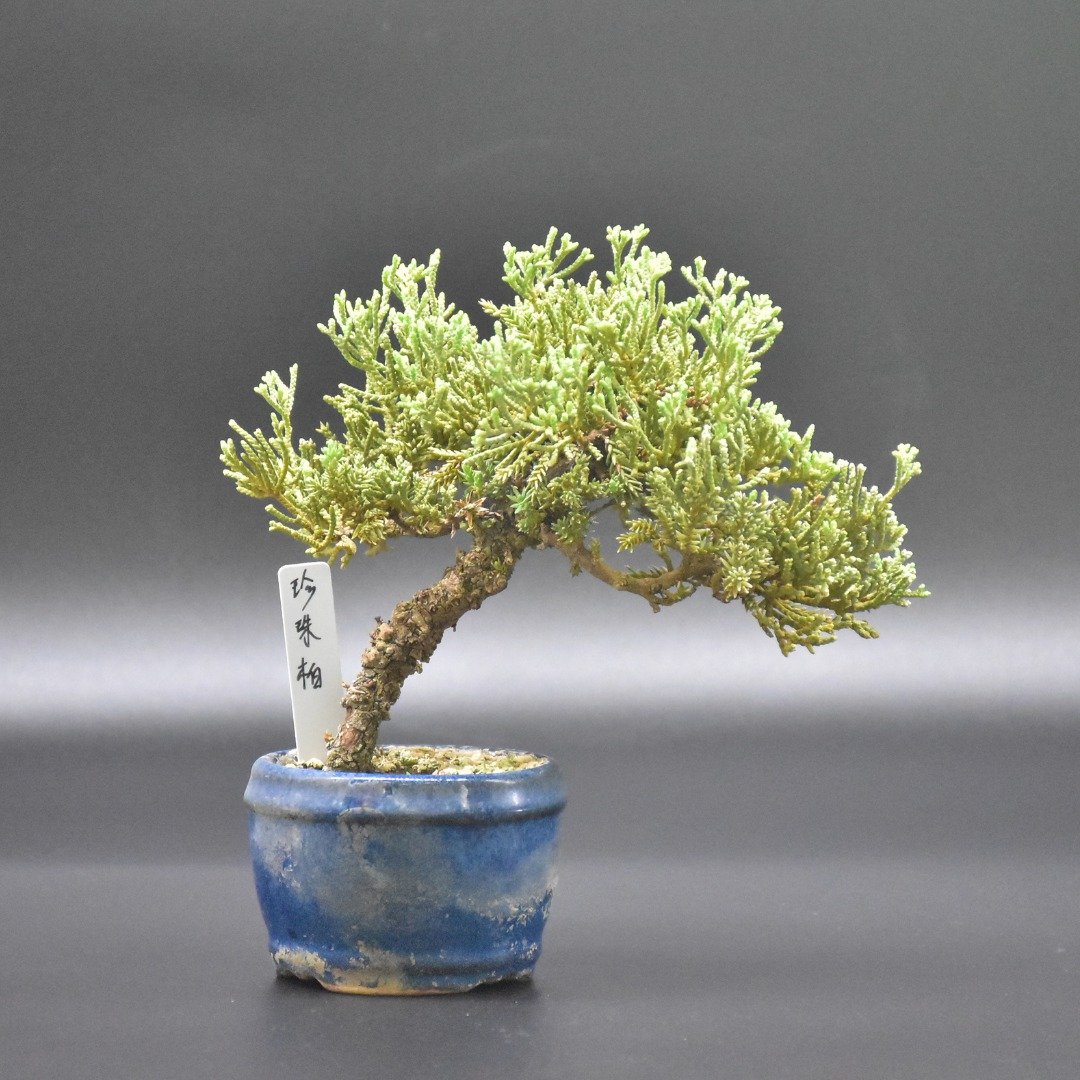 珍珠柏 Pearl Cypress - 植栽/盆栽 - 植物．花 