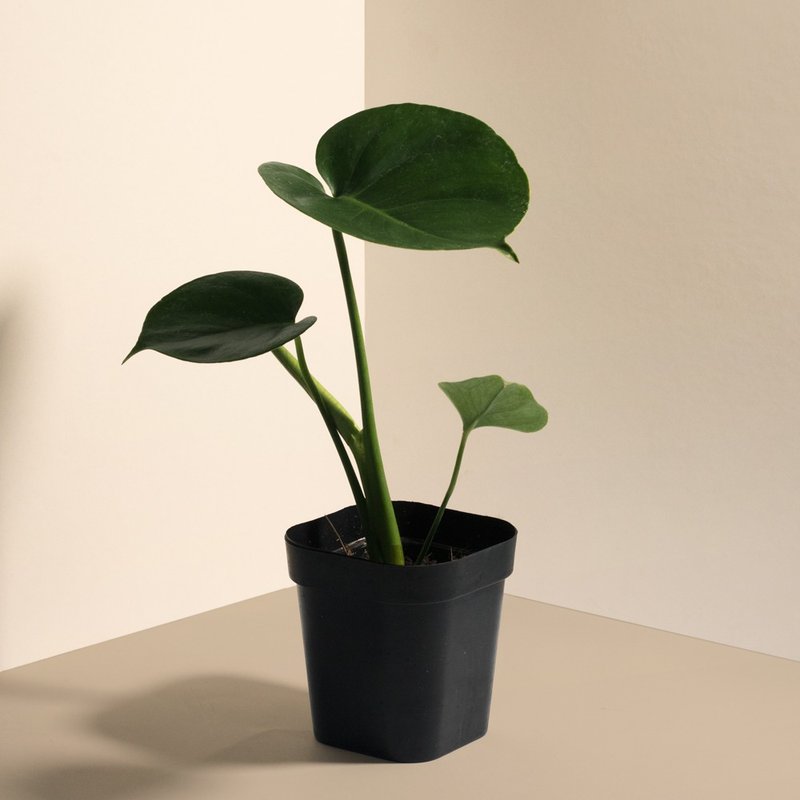 Young Monstera 小龟背竹-室内植栽 - 植栽/盆栽 - 植物．花 