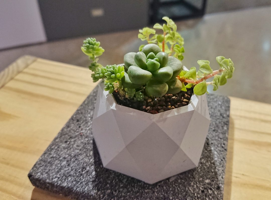 菱格纹多肉盆--植物组盆+水泥盆器| 盆栽 礼物 生日 - 植栽/盆栽 - 植物．花 灰色