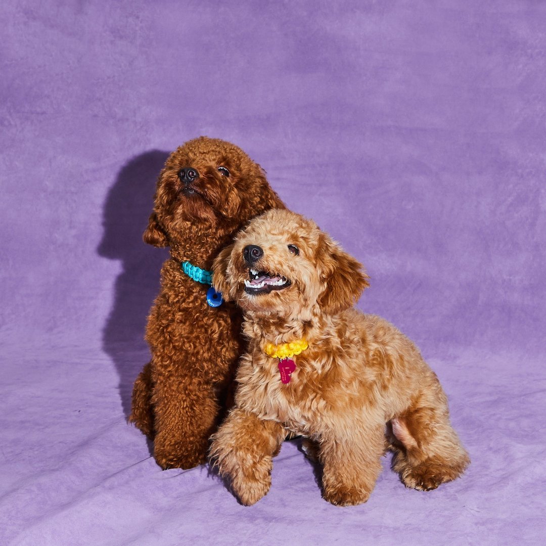 SQUIGGLES (OMELETTE COLOR) - TAILOR MADE COLLAR FOR DOGS / CATS - 项圈/牵绳 - 聚酯纤维 多色