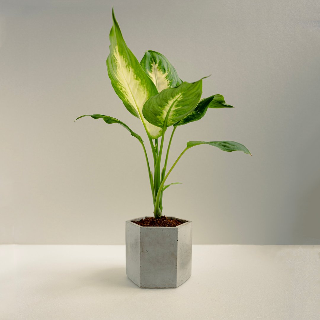 白玉黛粉叶│泥作系列│福所栽 - 植栽/盆栽 - 水泥 绿色
