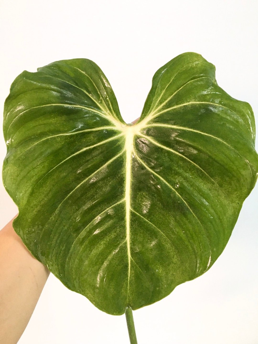 【扁柄锦缎蔓绿绒】 雨林植物 观叶植物 一叶一芽 蔓绿绒 - 植栽/盆栽 - 植物．花 