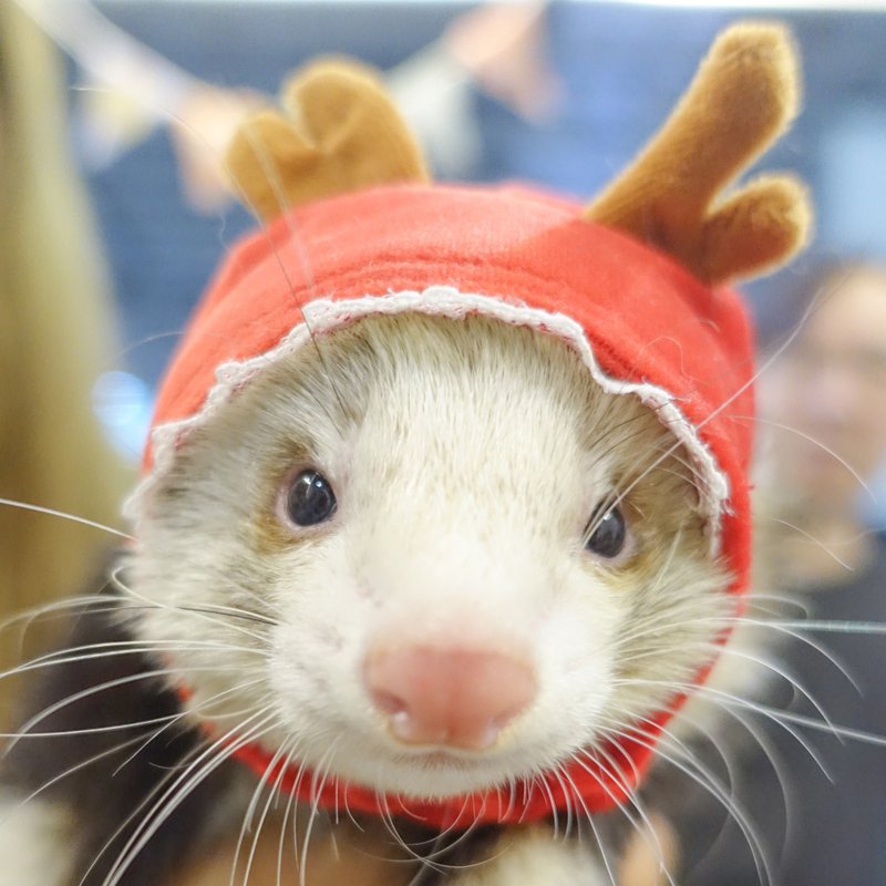 SS号下单区*兔子天竺鼠雪貂宠物帽 - 衣/帽 - 其他材质 多色