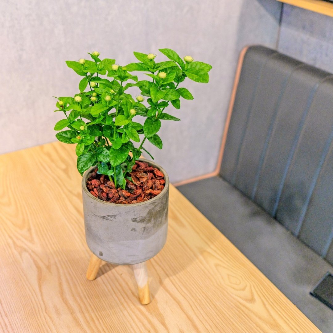 虎头茉莉花 水泥盆栽 落地盆栽 小高木脚水泥盆栽 开幕礼 乔迁礼 - 植栽/盆栽 - 植物．花 