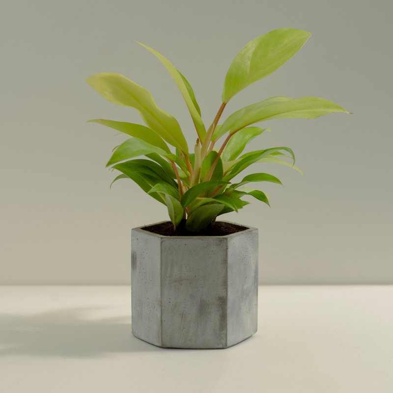 黄金蔓绿绒│泥作系列│福所栽 - 植栽/盆栽 - 水泥 黄色