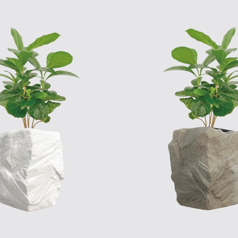 │ 方盆系列 │ 咖啡苗 - 室内植物 水耕盆栽 懒人植物 - 植栽/盆栽 - 植物．花 