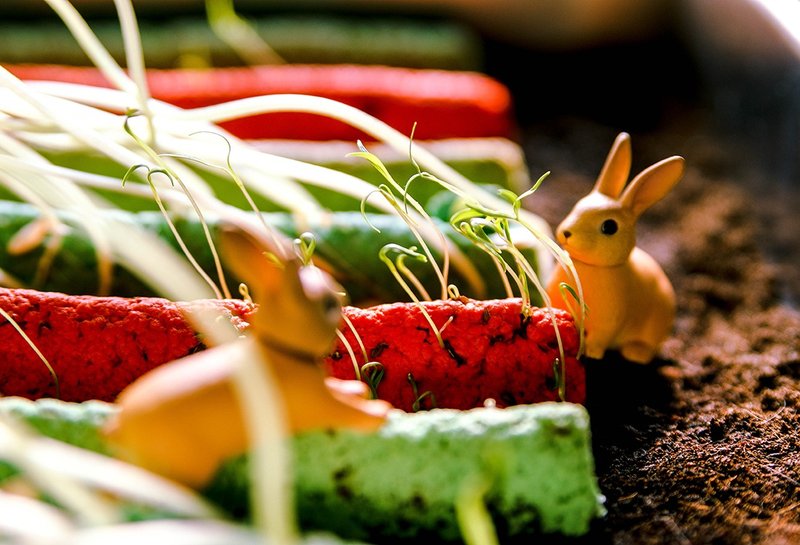 Veggie Farm 蔬菜棒小农场植栽组 - 植栽/盆栽 - 植物．花 