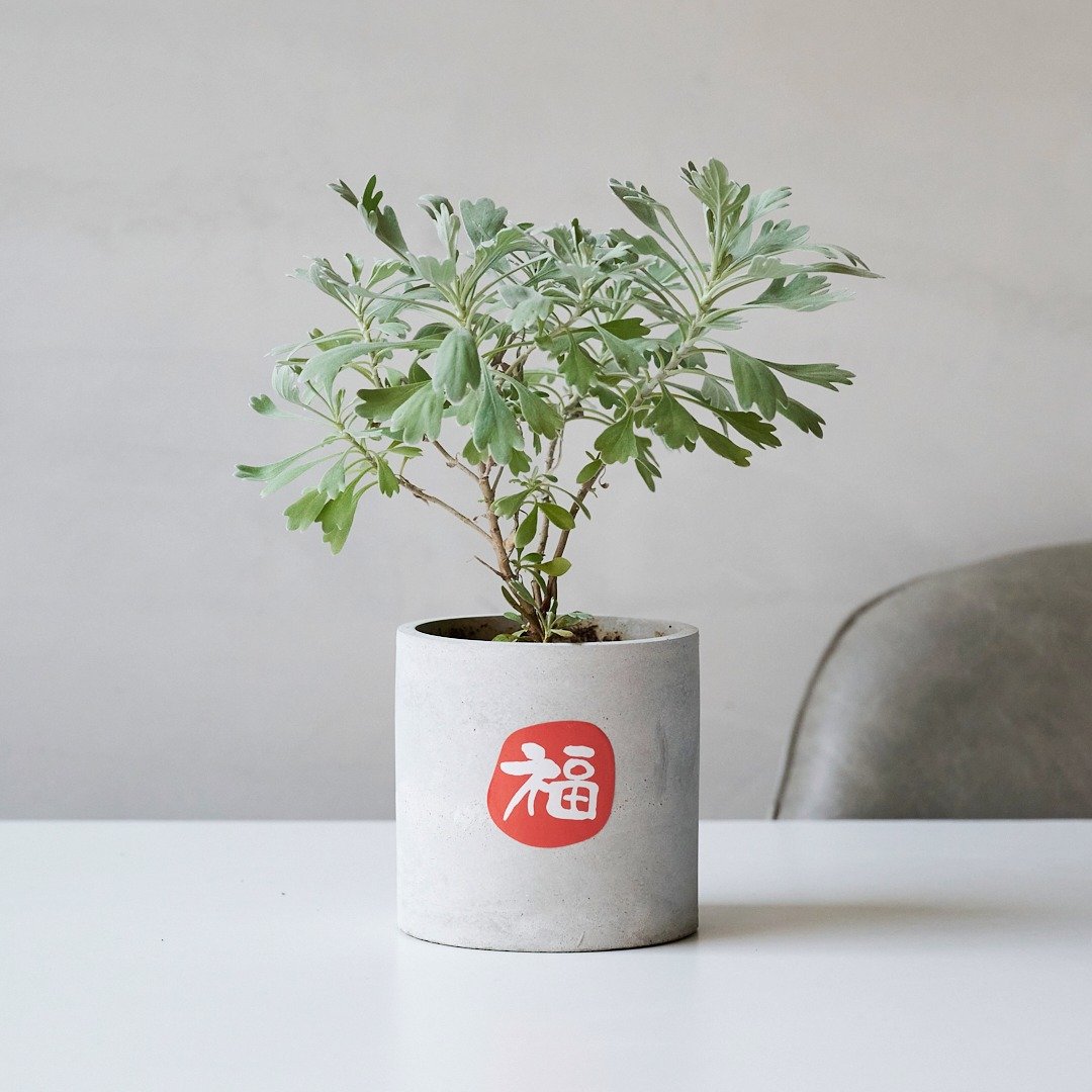 芙蓉 | 守护家宅 避邪 新手友善 新年送礼 乔迁送礼 - 植栽/盆栽 - 植物．花 绿色