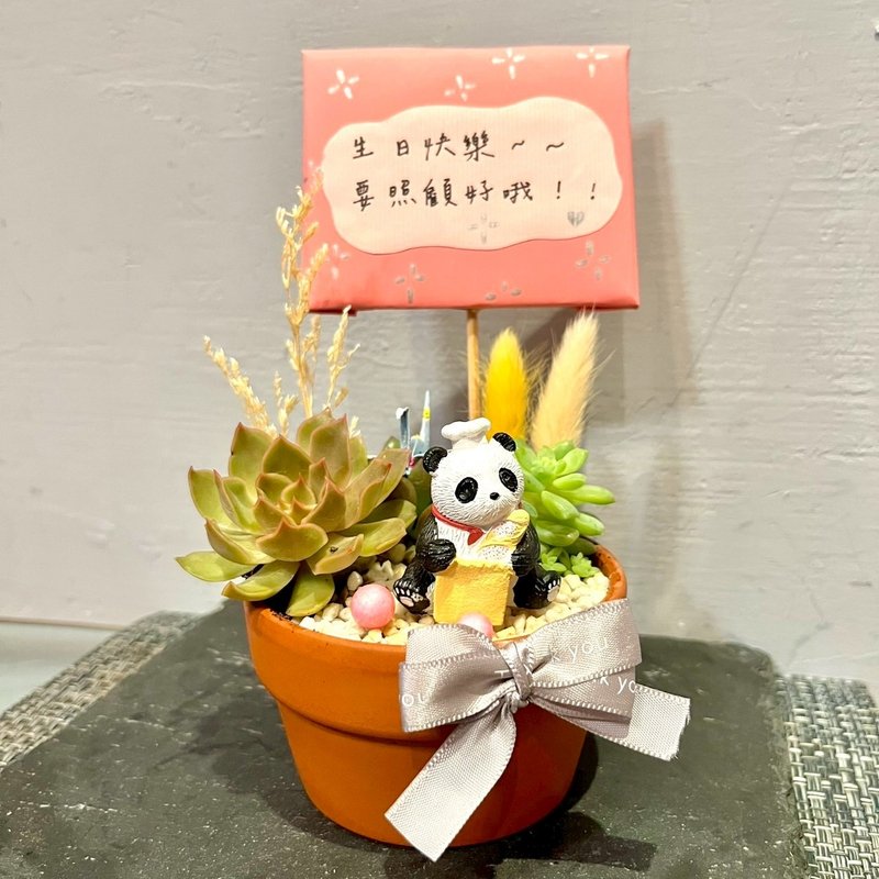 台中多肉组盆 多肉植物 日式枯山水 居家小 熊猫 疗愈盆栽 生日礼 - 植栽/盆栽 - 植物．花 绿色