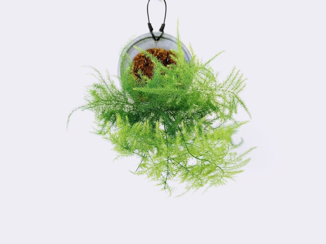 文竹│水泥上板植栽│室内植物│窗边植物│观叶植物 - 植栽/盆栽 - 植物．花 绿色