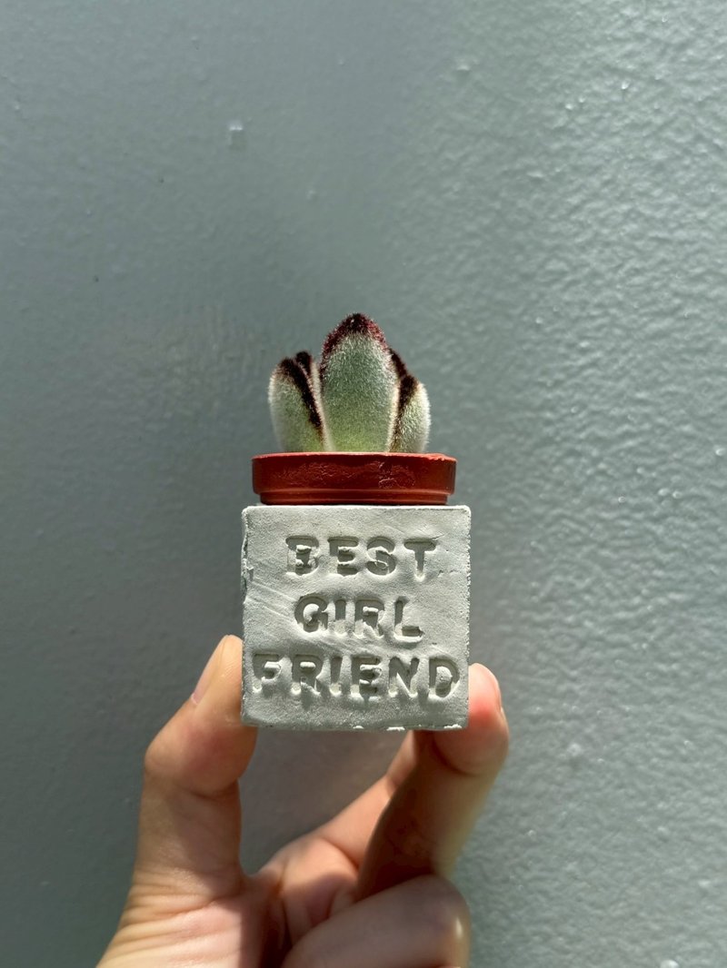 最佳女友  磁铁多肉盆栽 - 植栽/盆栽 - 水泥 粉红色