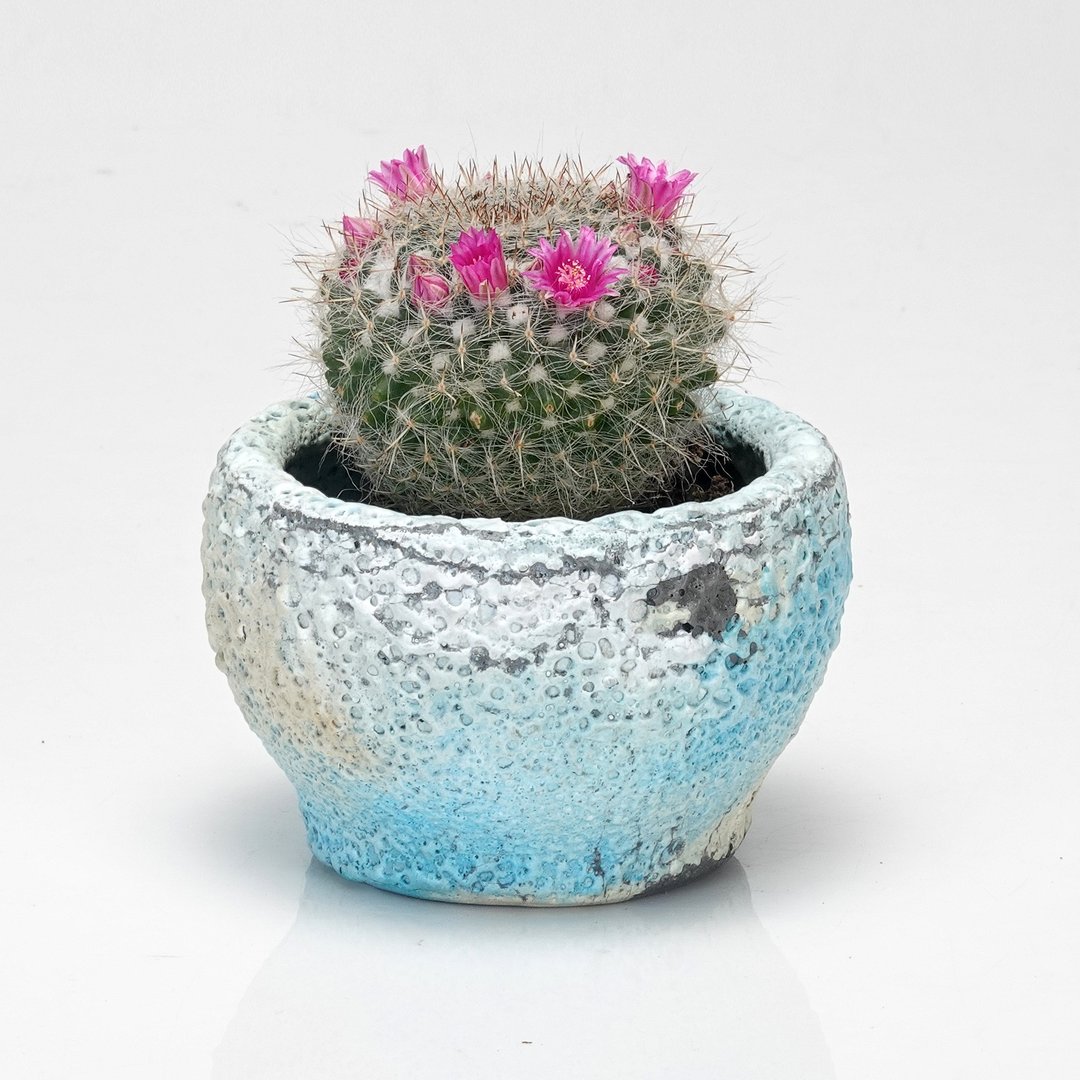 水泥盆器 - 花瓶/陶器 - 水泥 