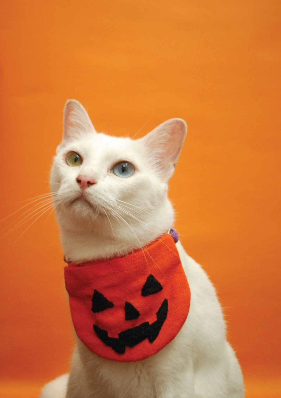 Halloween Collection PUMPKIN - 项圈/牵绳 - 棉 红色