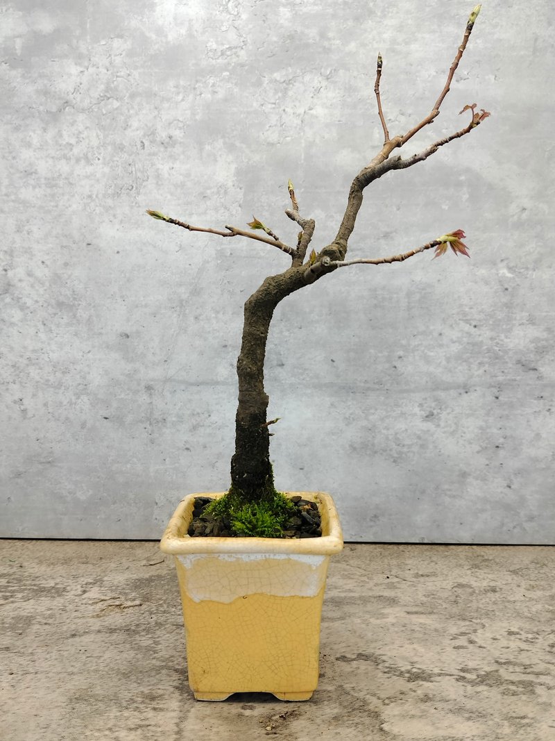 陶盆枫香盆栽 - 植栽/盆栽 - 植物．花 