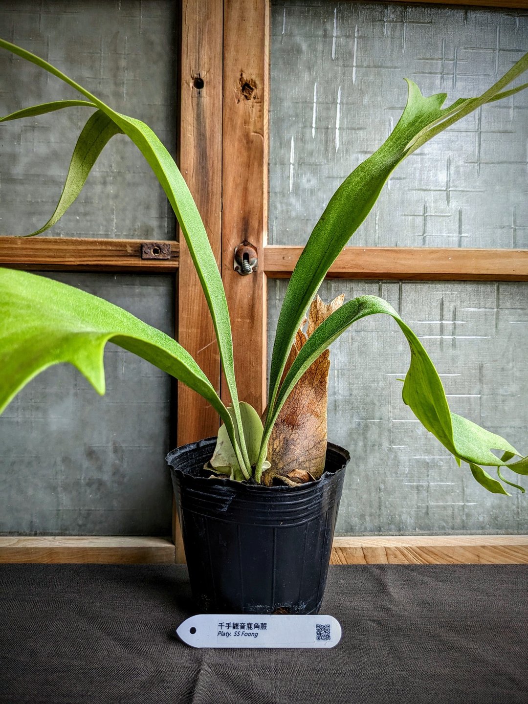 千手观音鹿角蕨Platycerium 'SS Foong' - 植栽/盆栽 - 植物．花 绿色