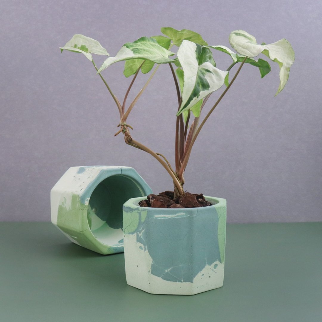 斑叶大理石【3寸八角水泥盆】 - 植栽/盆栽 - 水泥 
