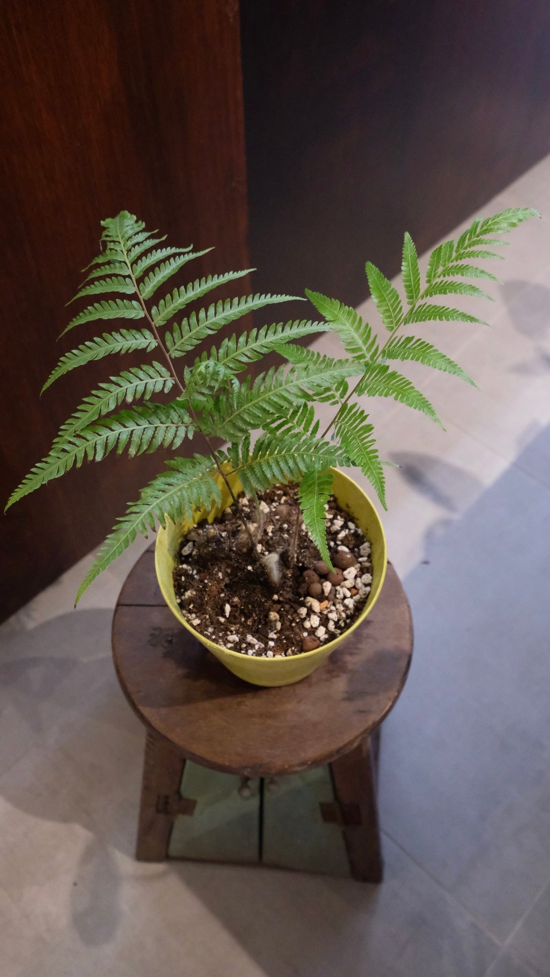 小水坑│金狗毛 - 植栽/盆栽 - 环保材料 