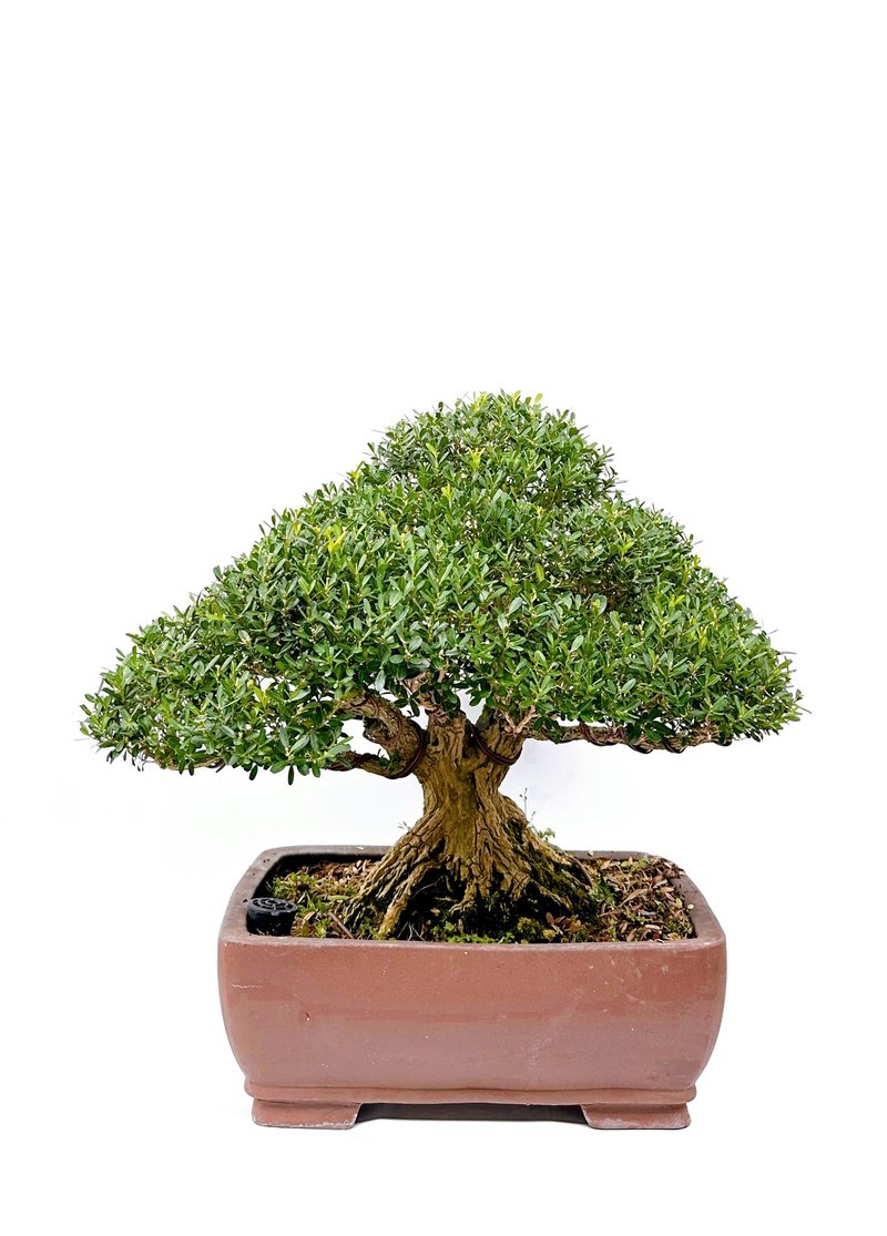 入厝升迁送礼・雀舌黄杨・ヒメツゲ - 植栽/盆栽 - 植物．花 